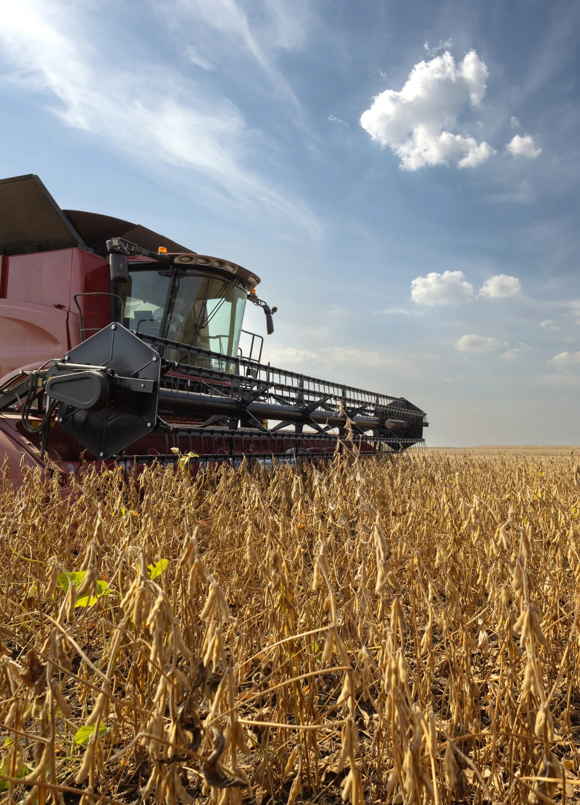 A combine harvester navigates through a golden field under a blue sky